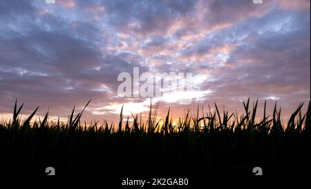 Incredibile tramonto sul campo. Foto Stock