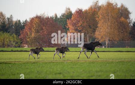 Elk che attraversa un campo con grano emergente in autunno. Animali selvatici in campagna. Alce femmina con cubetti. Foto Stock