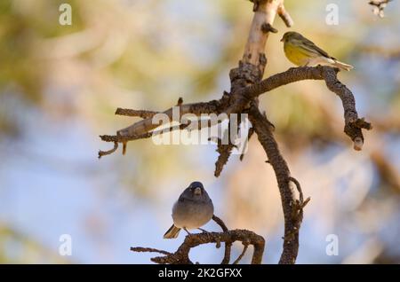 Tenerife Blue Chaffinch e Atlantic canary. Foto Stock