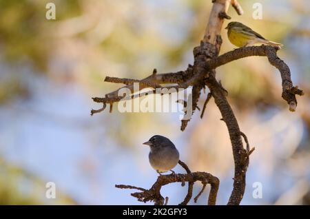 Tenerife Blue Chaffinch e Atlantic canary. Foto Stock