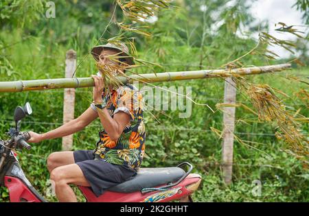 Un contadino in una camicia colorata porta un tronco di bambù sulla spalla, mentre cavalca una moto, presa a Sakon Nakhon, Thailandia Foto Stock