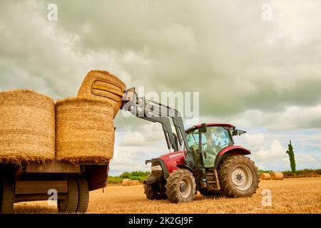 Impilare le balle di fieno. Shot di un agricoltore che accatastano balle di hale con un trattore nella sua fattoria. Foto Stock