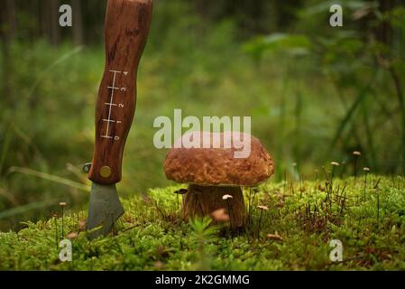 Funghi porcini selvatici che crescono su un lussureggiante muschio verde Foto Stock