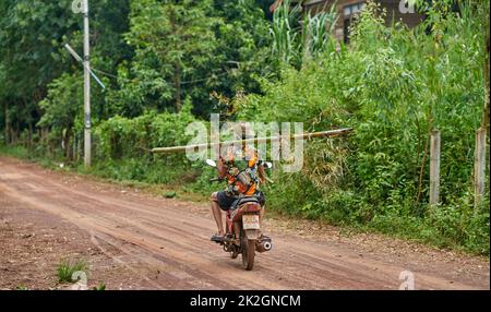 Un contadino in una camicia colorata porta un tronco di bambù sulla spalla, mentre cavalca una moto, presa a Sakon Nakhon, Thailandia Foto Stock