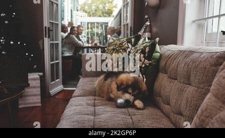 Scatto di un cucciolo spensierato masticare su una decorazione di natale mentre sdraiato su un divano mentre i proprietari hanno cena in background a casa durante il periodo di natale Foto Stock