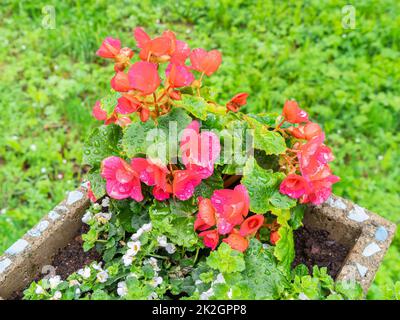 Angelsberg, Svezia - 28 maggio 2022: Begonia rossa in una pentola da giardino dopo la pioggia, circondata da piccoli fiori bianchi Foto Stock