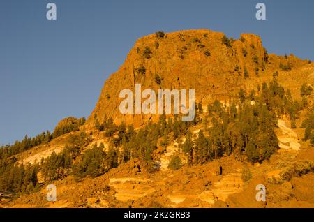 Scogliera rocciosa e pini dell'isola delle Canarie. Foto Stock