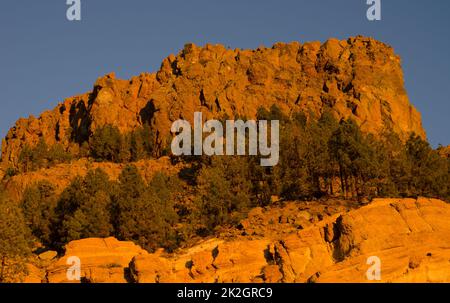 Scogliera rocciosa e pini dell'isola delle Canarie. Foto Stock