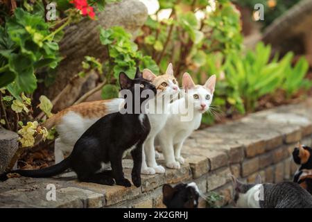 Tre gatti randagi a hotel resort, guardando in alto, in attesa di valutazione di buttarli alcuni residui di cibo. Foto Stock