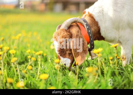 Aglo Nubian / boer maschio di capra, bell sul suo collo, pascolo a sun accesa prato pieno di tarassaco Foto Stock