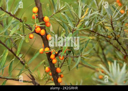 Arancione (seaberry Hippophae sandthorn / sallowthorn ) bacche sulla boccola Foto Stock