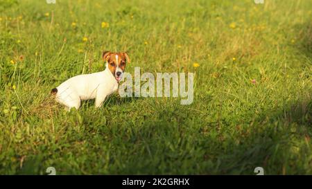 Jack Russell Terrier cucciolo su un verde prato di erba, illuminata dal sole del pomeriggio. Foto Stock