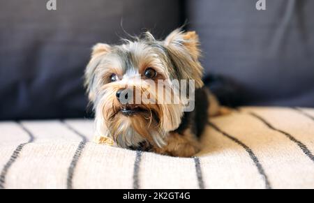 La patata più piccola del mondo. Shot di un cane adorabile che si rilassa su un divano a casa. Foto Stock