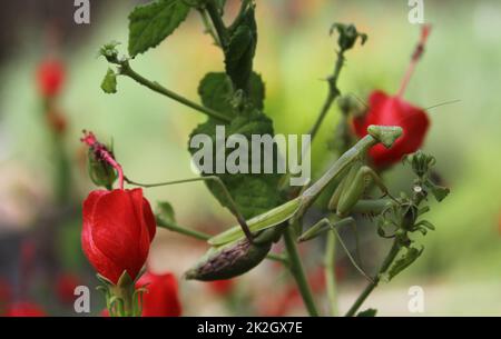 Pregare Mantis su Red Hummingbird Bush in attesa di preda Foto Stock