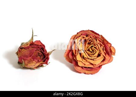 Due rose rosa secche isolate su sfondo bianco Foto Stock