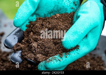 Mano che tiene il muschio di torba materia organica migliora il suolo per agricoltura pianta organica che cresce, concetto di ecologia. Foto Stock