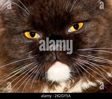 Ritratto di un gatto scozzese primo piano faccia-muso Foto Stock