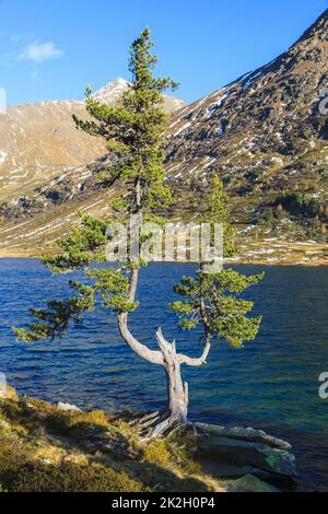 Il vecchio albero di pino a bordo del lago Foto Stock