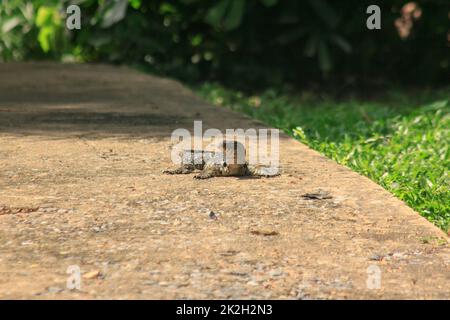 Varanus salvator a piedi sul pavimento. È un rettile nel sud-est asiatico Foto Stock