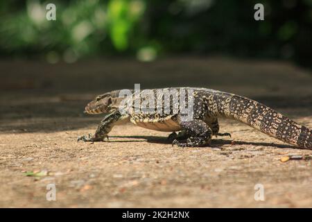 Varanus salvator a piedi sul pavimento. È un rettile nel sud-est asiatico Foto Stock