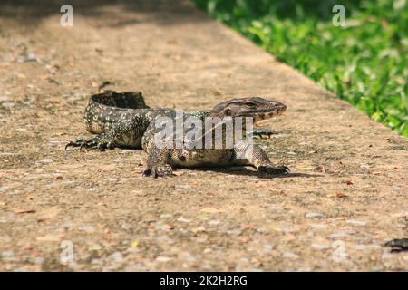 Varanus salvator a piedi sul pavimento. È un rettile nel sud-est asiatico Foto Stock