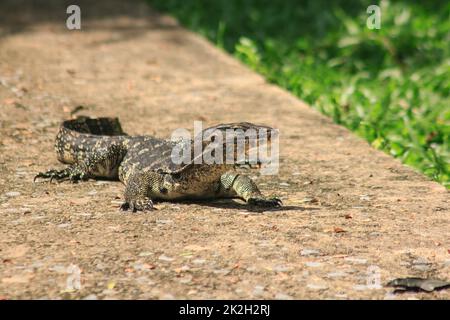 Varanus salvator a piedi sul pavimento. È un rettile nel sud-est asiatico Foto Stock