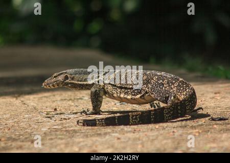 Varanus salvator a piedi sul pavimento. È un rettile nel sud-est asiatico Foto Stock