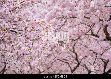 Blooming sakura Cherry Blossom Foto Stock