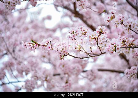 Blooming sakura Cherry Blossom Foto Stock