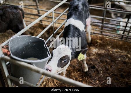 Ciao, piccolo. Shot di un giovane vitello di vacca da latte camminando delicatamente in una penna di bestiame mentre mangiano l'erba in una fattoria. Foto Stock