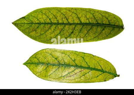 Foglie di piante di frutta di Soursop vecchio il cui colore verde è sbiadito a giallo, isolato su uno sfondo bianco Foto Stock