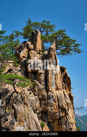 Pino e roccia , Seoraksan National Park, Corea del Sud Foto Stock