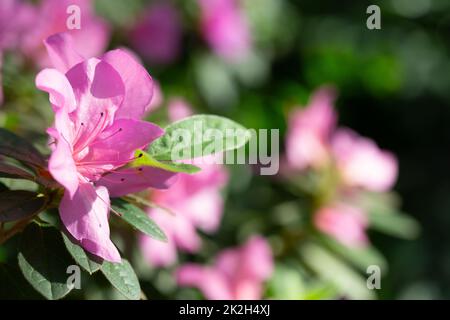 Azalea fiori in giardino botanico a Kyiv, Ucraina. Un fiore di azalea rosa sul cespuglio. Foto Stock