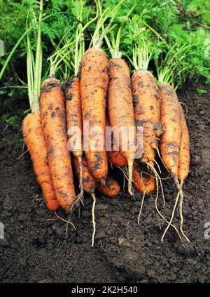 La raccolta di carote. Le carote fresche giacente sul terreno. Foto Stock