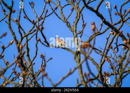 Un linnet di sangue, chiamato anche linnet o pineta di lino su un albero. Foto Stock