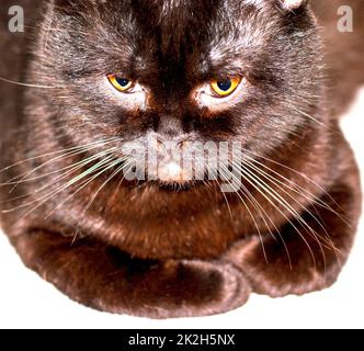 primo piano della museruola di un gatto di colore marrone sdraiato Foto Stock