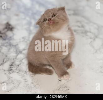 Primo piano bellissimo gattino di lavende bicolore scozzese ripiegato seduto su uno sfondo di marmo Foto Stock