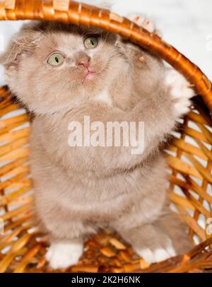 Primo piano piccolo gattino scozzese giocoso in piedi in un cestino di vimini Foto Stock