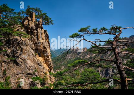 Pino e roccia , Seoraksan National Park, Corea del Sud Foto Stock