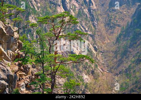 Pino e roccia , Seoraksan National Park, Corea del Sud Foto Stock