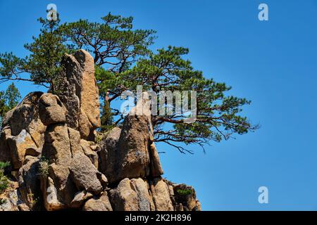 Pino e roccia , Seoraksan National Park, Corea del Sud Foto Stock