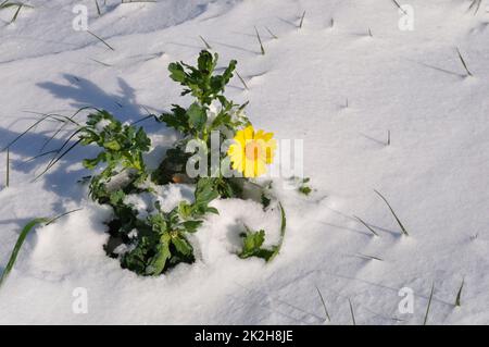 Daisy d'oro sotto la neve in Bretagna chrysanthemum di grano sotto la neve in Bretagna Foto Stock