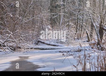 Paesaggio invernale del fiume Lesna ghiacciato in giornata di sole con alberi spezzati, Bialowieza Forest, Polonia, Europa Foto Stock