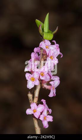 Fioritura Mezereon (Daphne Mezereum) in primavera Foto Stock