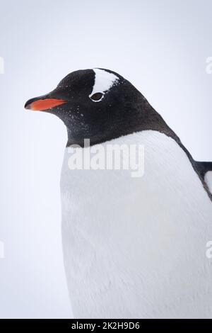 Primo piano di pinguino gentoo in piedi sulla neve Foto Stock