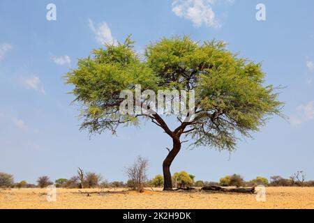 Albero di cammello-spina contro un cielo blu Foto Stock