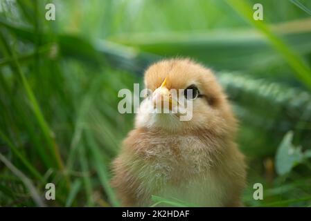 Carino giovane pulcino visto al piano terra nel verde Foto Stock