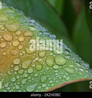 Primo piano delle gocce di pioggia su una foglia di canna lilly Foto Stock