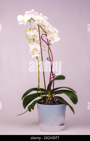 Fiori interni di orchidea in una pentola, sfondo bianco Foto Stock
