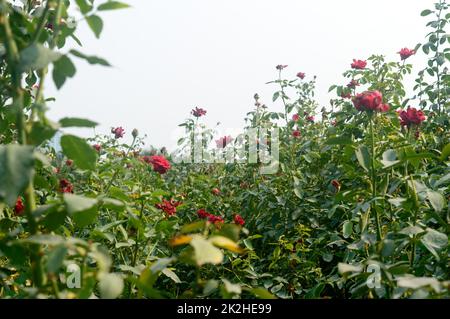 Bel fiore rosso rosa sul ramo verde in giardino. Fiore rosso fresco di rosa in estate tramonto luce del sole su sfondo blu cielo. Foto Stock